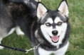 Alaskan Klee Kai